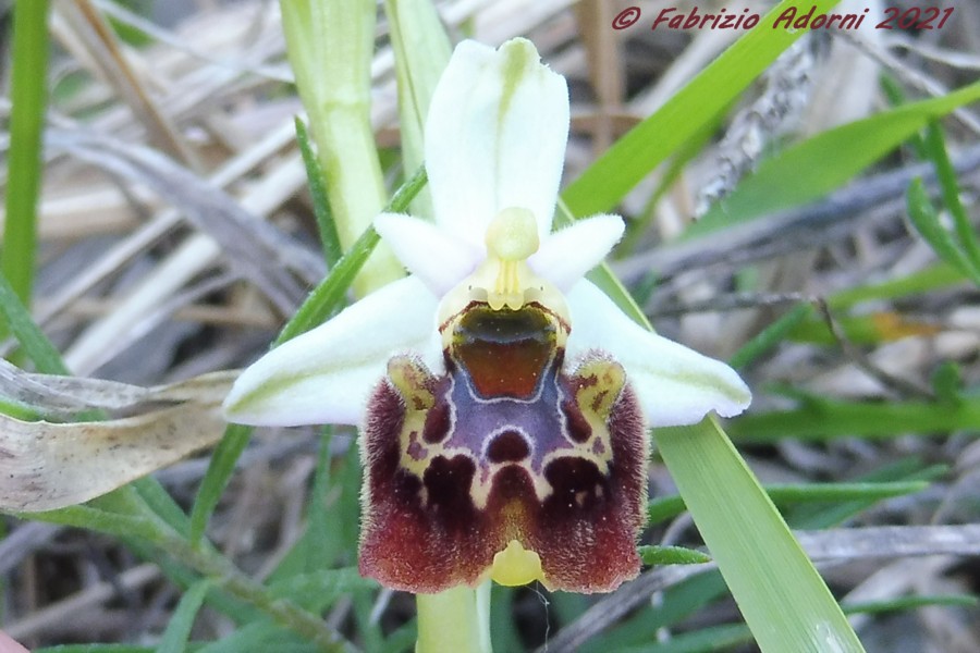 Ophrys holosericea?